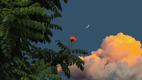 Bông hoa lặng lẽ giữa khung trời an yên 🌸🍂#xh #canhdepthiennhien #xinmotlanxuhuong 