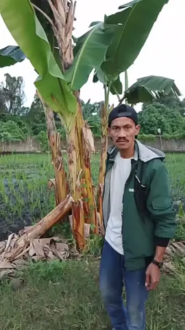 #janganpura #lagudangdut #kangtara98 