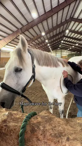 Why can I never remember to keep filming?? I love magna wave/ body work for the horses. I try to do it at least once a month.  #magnawave #equinecare #bodywork #fyp #horsegirl 