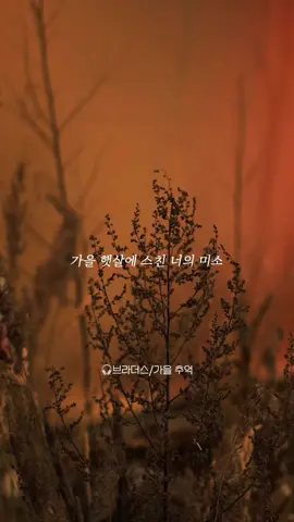조용히 마음을 적시는 가을의 기억🎧브라더스-가을 추억 #브라더스 #가을추억 #fyp #추천 #이노래들어봐 