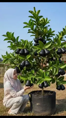 yang mau nanam bibit jambu air hitam, nih tak redykan mumpung stoknya ada