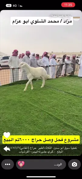 #ماشاءالله_تبارك_الله_اذكروا_الله #حلال_أبوعزام_الشلوي #صنف_الصنف🔥 #حلال #أغنام_السعوديه 