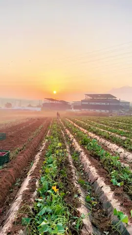 Bán thanh xuân để đổi lấy đồng lương#xuhuongtiktok #cuocsonghanquoc #cuocsonghanquoc #fyp #làmthueonoixunguoi 