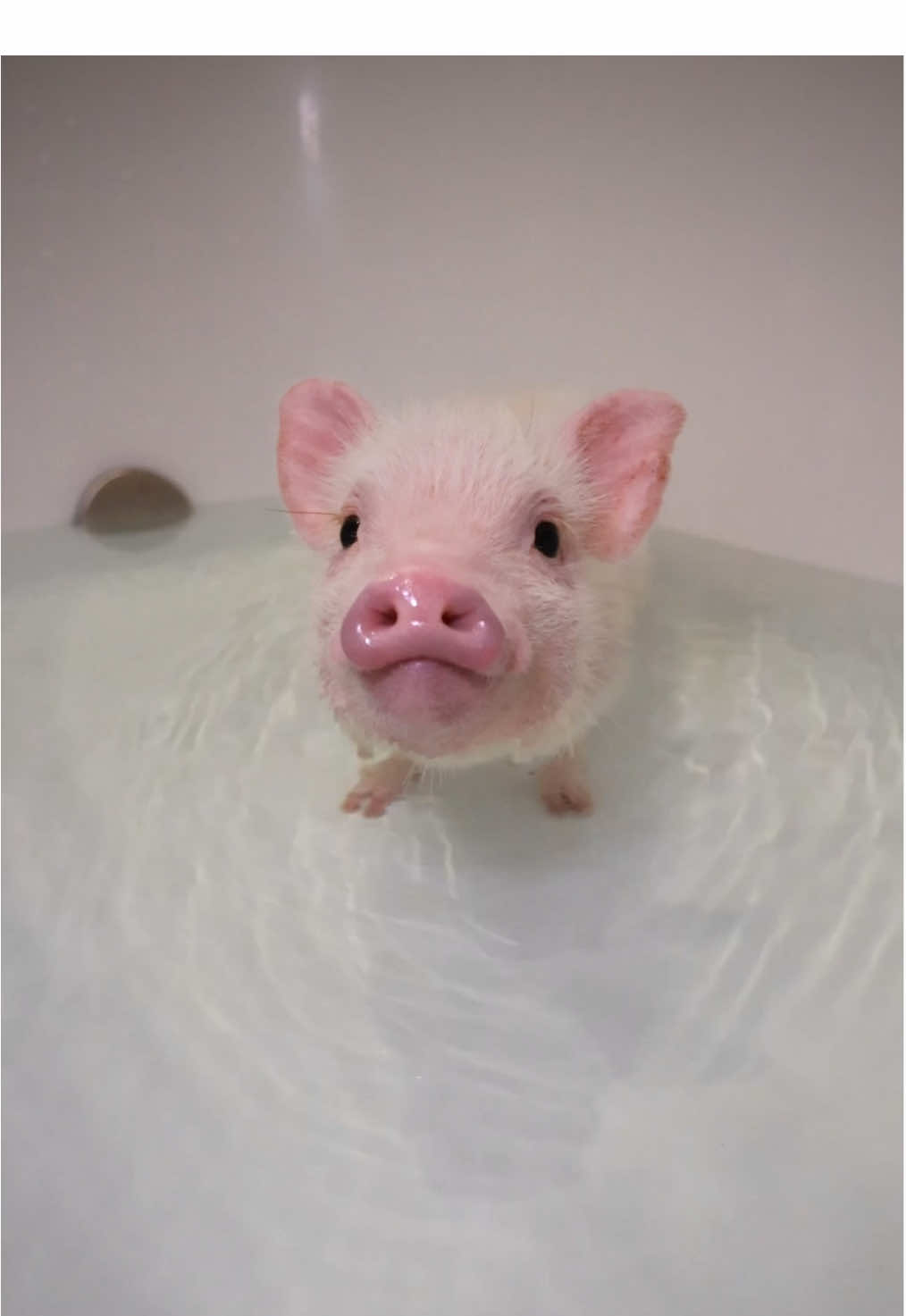 お風呂が湧きました🎶ってマイクロブタさんも教えてくれてるみたい🫢💓一緒にお風呂で温まろう🐷🛁🫧 #mipigcafe #mipig #micropig #animals #マイクロブタ 