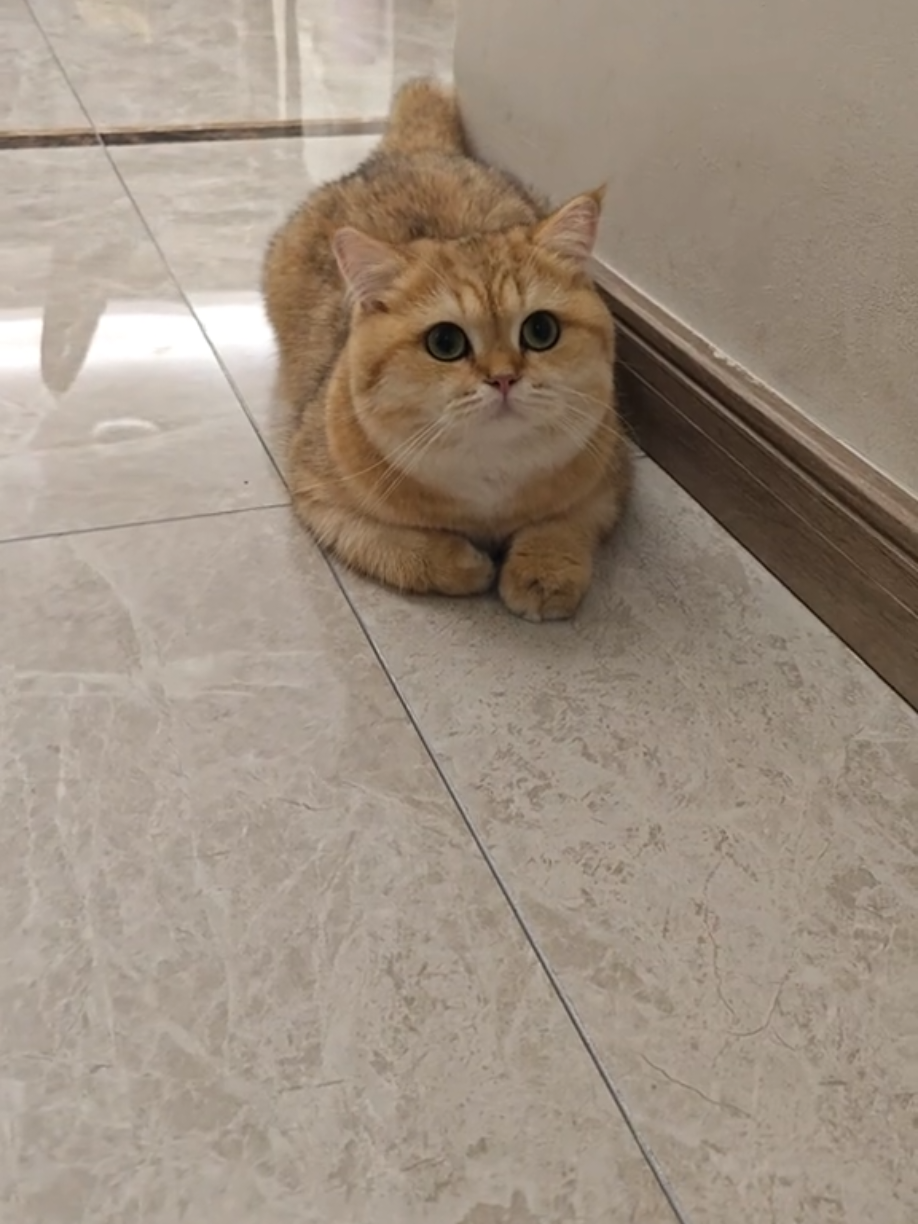 #แมว #cat #cats #catsoftiktok #แมวน่ารัก 