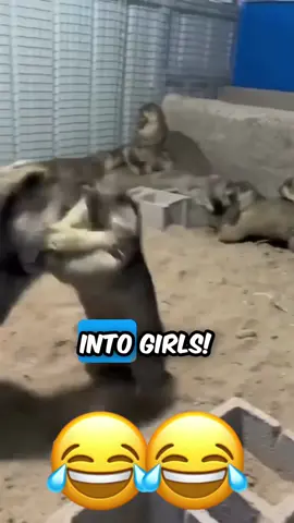 #funnyvideo #talkingdog #talkingcat #voiceover #animalsoftiktok 