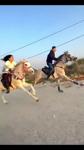 # حصان- عربي - اصيل #automobile #anime #سوريا_السعودية_إكسبلور 