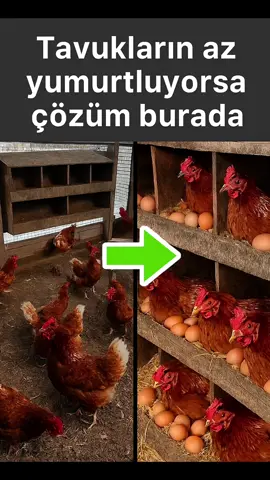 Tavuklarınız az yumurtluyorsa çözüm burada #tavuk #yumurta #gezentavuk #keşfet 