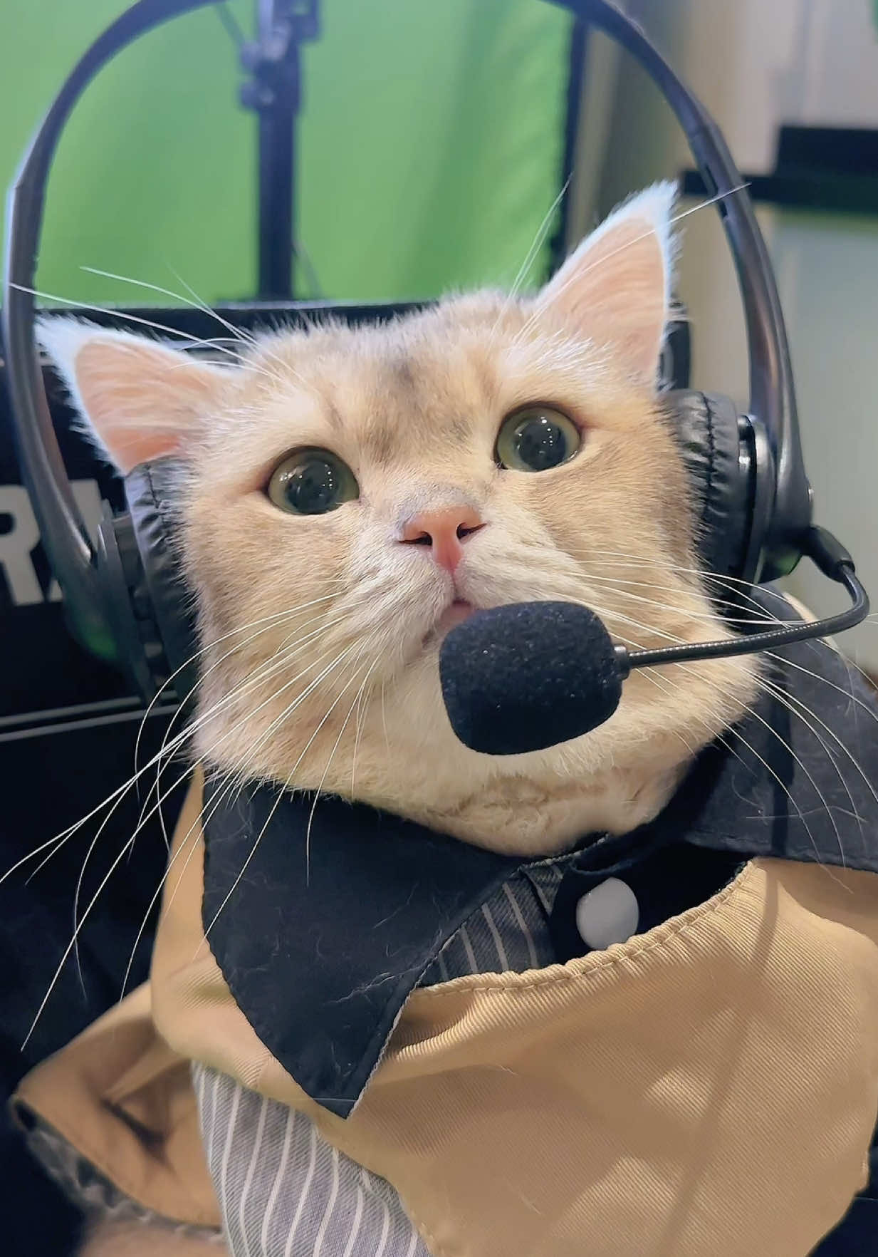 🙀: BTS Sindy Entertainment woi #kucing #kucinglucu #kucingtiktok @Furvit Pet Indonesia 