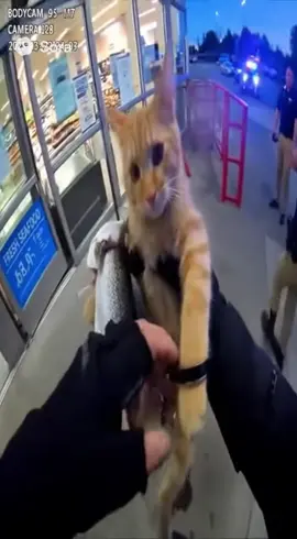 Orange cat arrested for stealing salmon 😲 #catsoftiktok #robery #orangecatbehavior #sora #salmon 