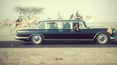 #fyp #الناقه🐪 #explore #fyyyyyyyyyyyyyyyy #السعودية 