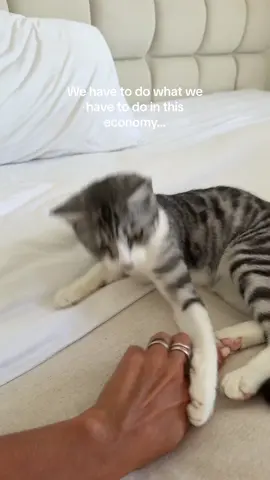 I guess she doesn’t want 😂 #cat #funny 