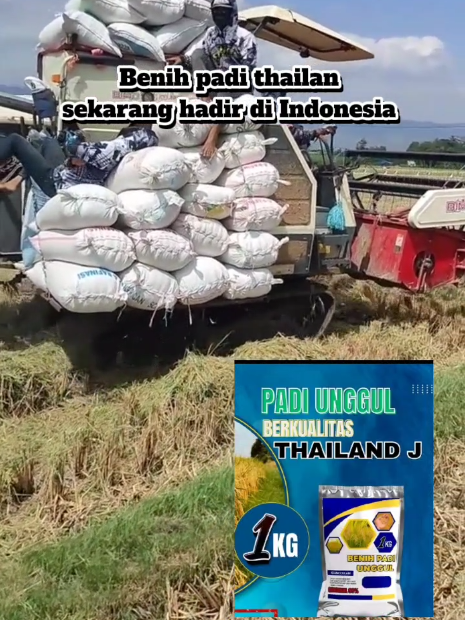 #benihjumbothailan #petanipadi #fyp #hasilmelimpah #petaniindonesia🇮🇩🇮🇩🇮🇩🌿🌿 