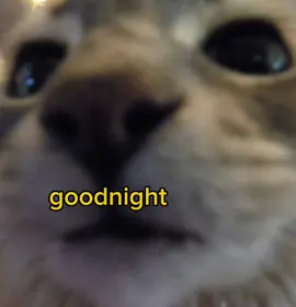 #voiceacting #funny #cute #meme #cats 