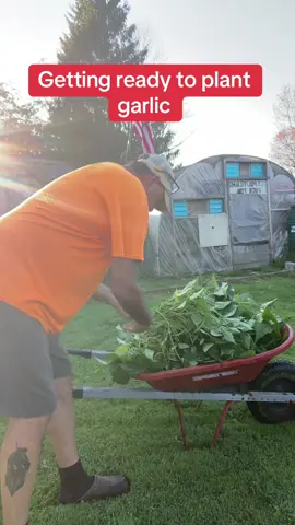 Pulled up the rest of the string beans that are gonna get processed and it’s time to plant garlic#gardening101 #fallgardening #vegetablegardening #stringbean#garlic 