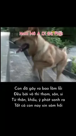 @Nguyện Từ Tâm @Nguyện Từ Tâm #samhoi #samhoimoingay #phatphapvadoisong #phatphapnhiemmau 
