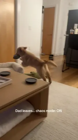Zoomies o’clock only strikes when Dad’s not here to witness the madness 💨 #goldenretriever #dog #newyork #fyp #zoom 