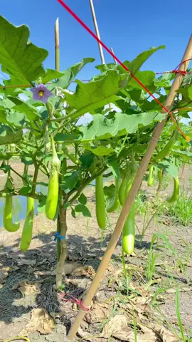 ใส่ปุ๋ยมะเขือยาว ดง2🤘🍆 ราคาดีก็มีแรงเดิน😂 #สวนเจ๊เรือน #สวนมะเขือยาว 