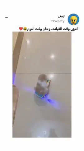 #الحيوانات 