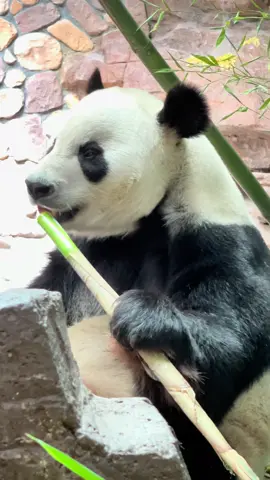 #pandalover🐼 #viralvideos #foryour #panda