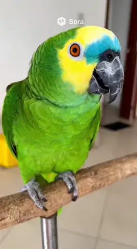 Mano… se até o passarinho tá falando, imagina quando ele aprender a pedir PIX 😂 . . . #papagaiofalando #fyp  #viral #zoeira #humor 