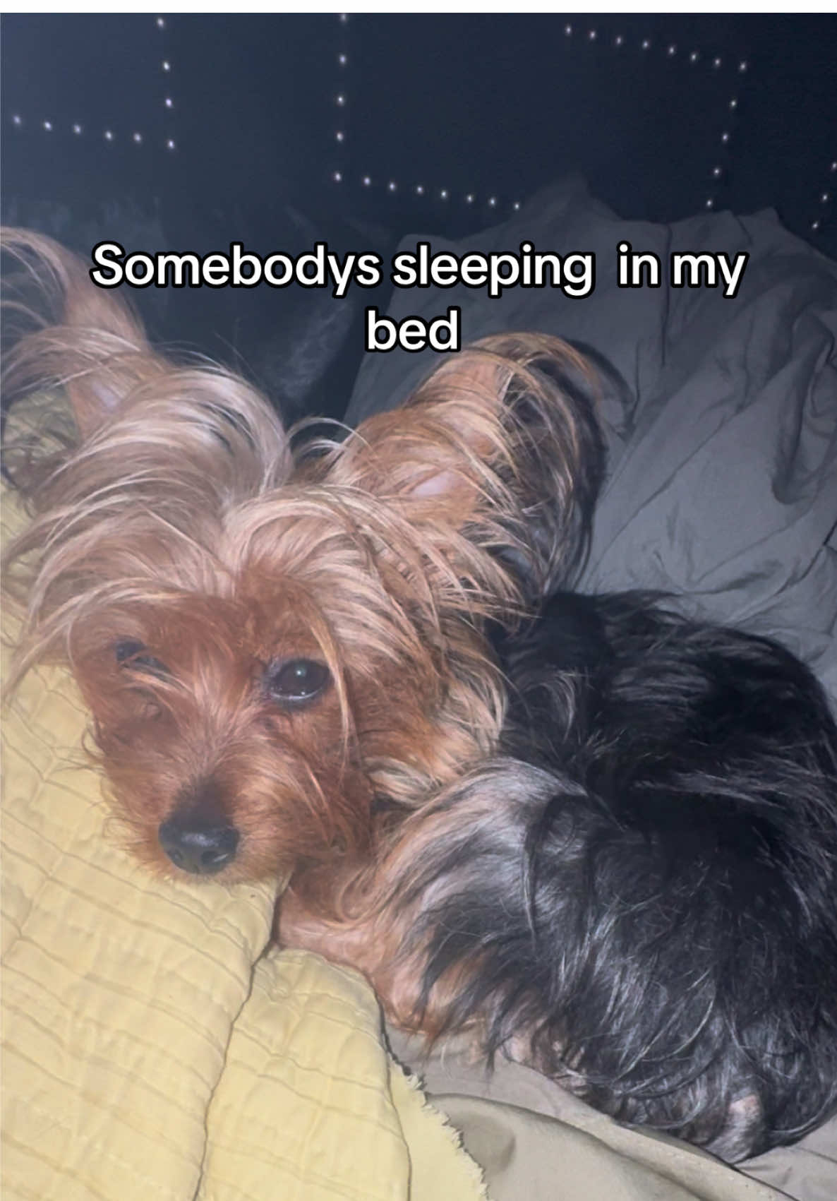 couldn’t be me… oh wait 🥲 #fyp #dogmom #dogsoftiktok 