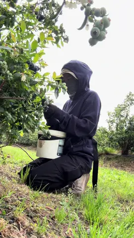Người nôn nóng kiếm tiền nhưng không có tiền để kiếm ;))#xuhuongtiktok #workingholidayvisa #farm #trending #blueberry 
