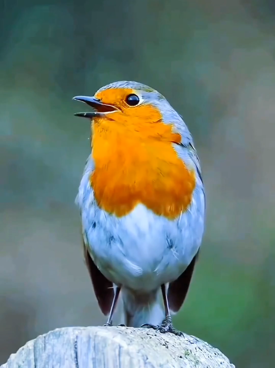 Wonderful sounds of nature #animals #nature #wildlife #animalsworld #foryou 