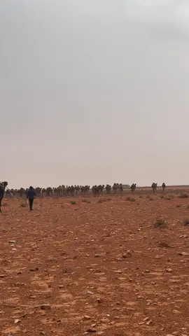 #مشاءالله_تبارك_الله #إبل_ليبيا #مصراته_الصمود🇱🇾🇱🇾🔥😌 #سرتنا_سرت_ليبيا💚🌻🔥🦅💚 #طرابلس_بنغازي_المرج_البيضاء_درنه_طبرق 