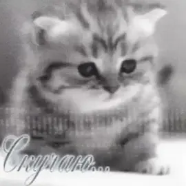 #twidep #щп #котята #любимый 