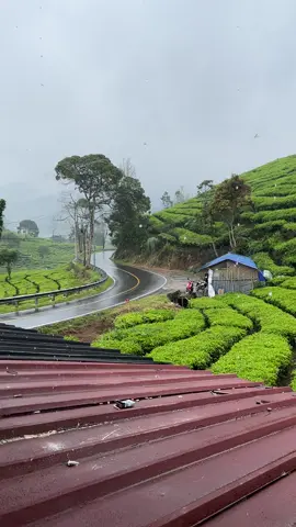 Ciwidey ketika hujan🍃☘️🌿#ciwidey #kebunteh #rancabali #liburan #foryoupageofficiall 