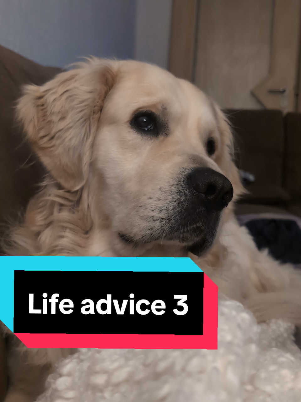 Always take Life advice from a golden Retriever  #gratitude #dogsoftiktok #goldenretrieverlife 