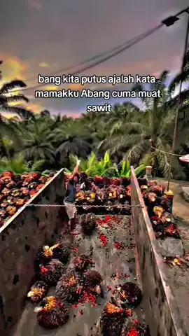 #truksawit  #kulisawit  #sawit  #