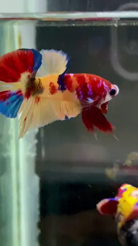 ❤️💜💛#ปลากัด #ปลากัดสวยงาม #betta #bettafish #betta_lover 