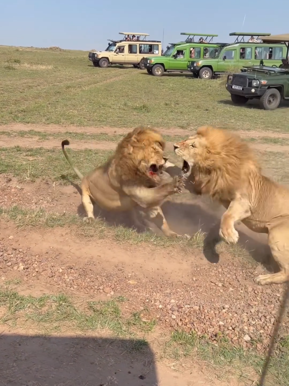 Crazy fight between the Kaskaz males today. Seems Bron got the better of Omakale  Masai Mara, Kenya 🇰🇪  📹 jackmwa78  #lion #wildlife #animal #fight #fighting 
