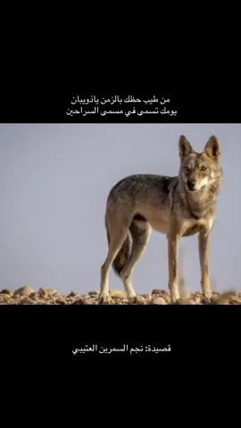 الذيب سرحان #راع_البويضا_عذوي #قبيلة_السرحان_الطائية📚 #وادي_السراحين #عيال_العذي #قلايد_الخيل_السرحان_راعي_البويضا 