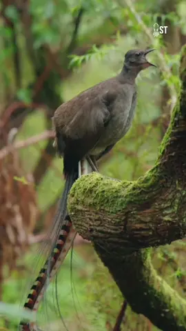 Burung Ini Bisa Meniru Suara Chainsaw?! | Misteri Lyrebird #faktamenarik #burung #kicaumania #lyrebird 