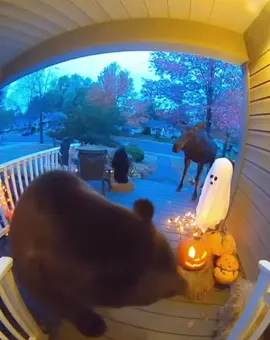 Close call between a bear and a moose caught on porch camera.