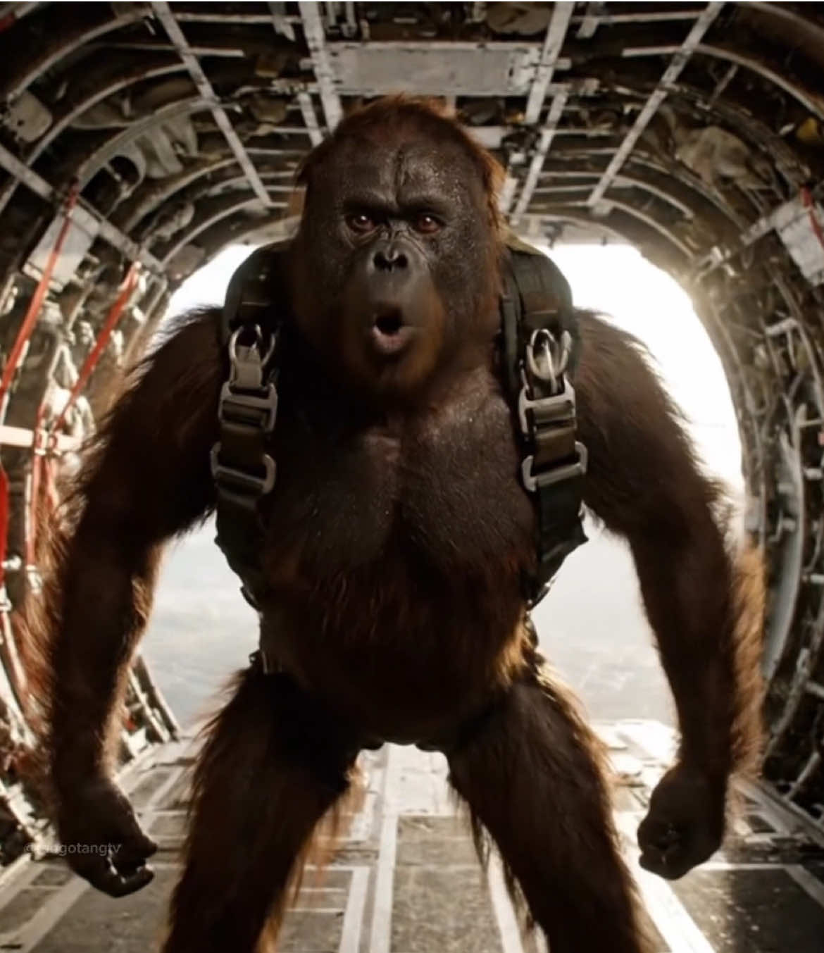 I played Call of Duty Warzone 🦧 #orangutan #bigfoot #yeti #warzone #callofdutywarzone 