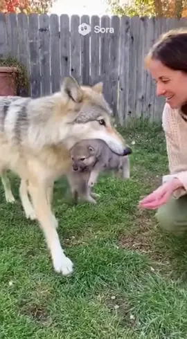 オオカミ🐺#animalbaby #うちの子動画 #animals #baby 
