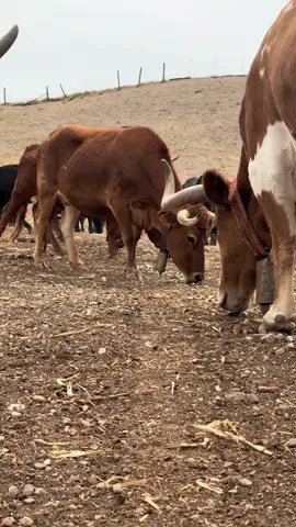 Una mañana con nosotros 💚💛 #vacas #bravas #ganaderia 