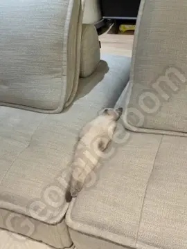 I did what I could #fyp #meme #funny #cat #relatable 