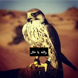 #تصميم_فيديوهات #الصقر #👑 #🦅🦅 