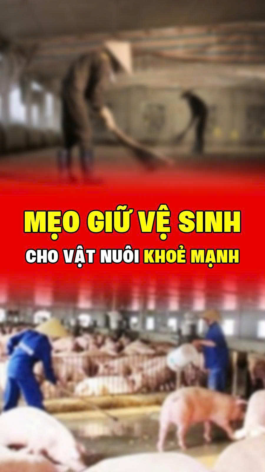 Làm sao để giữ chuồng trại chăn nuôi luôn sạch sẽ, thơm tho ! #sotaychannuoi #kinhnghiemchannuoi #viral #xuhuongtiktok #channuoiga 