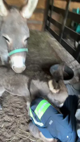 I’m a sucker for donkeys 😅#donkeysoftiktok #babydonkey #foryou #fypシ #lol 