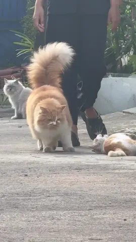 Paduka raja malas banget jalan 🫣 #kucingmager #kucingmalas #kucinggembul #kucingbesaralaska #kucingmalasbanget 