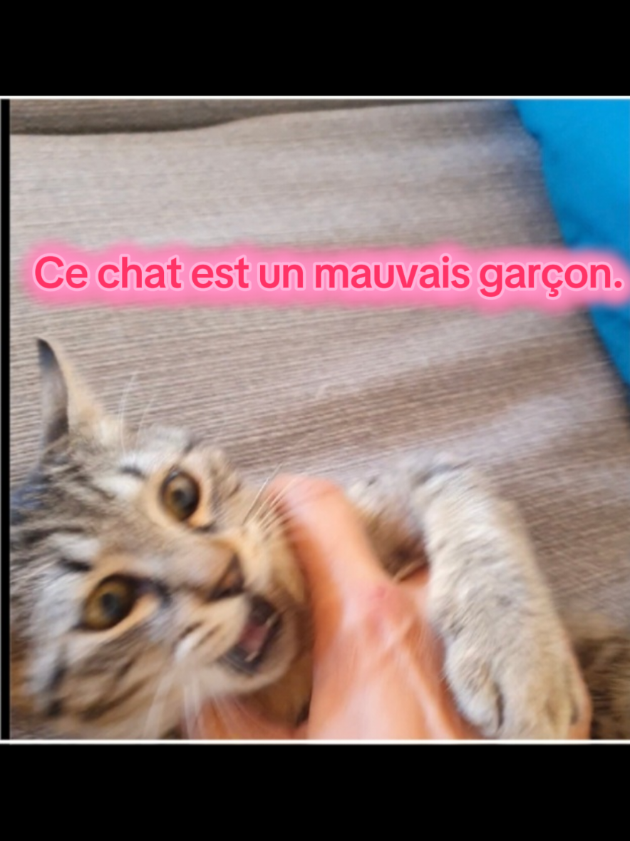 Mon chat est un bad boy #badboy #cat #chaton 