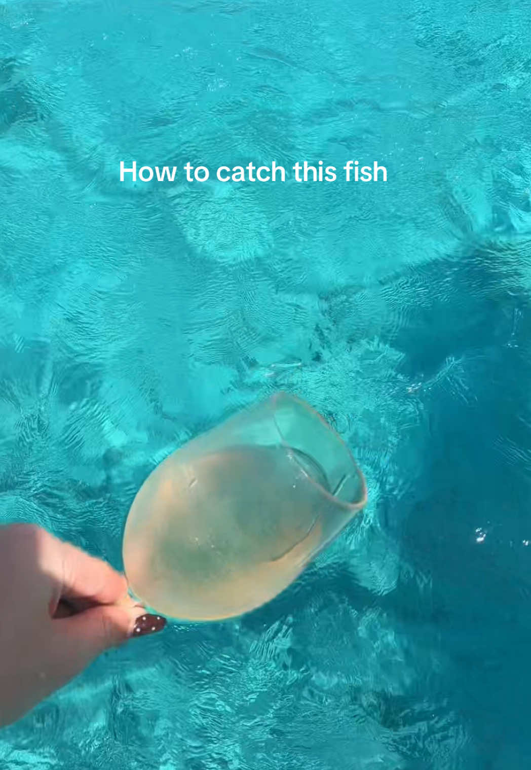 Beste lokaas 🐠🍷🌊🐙