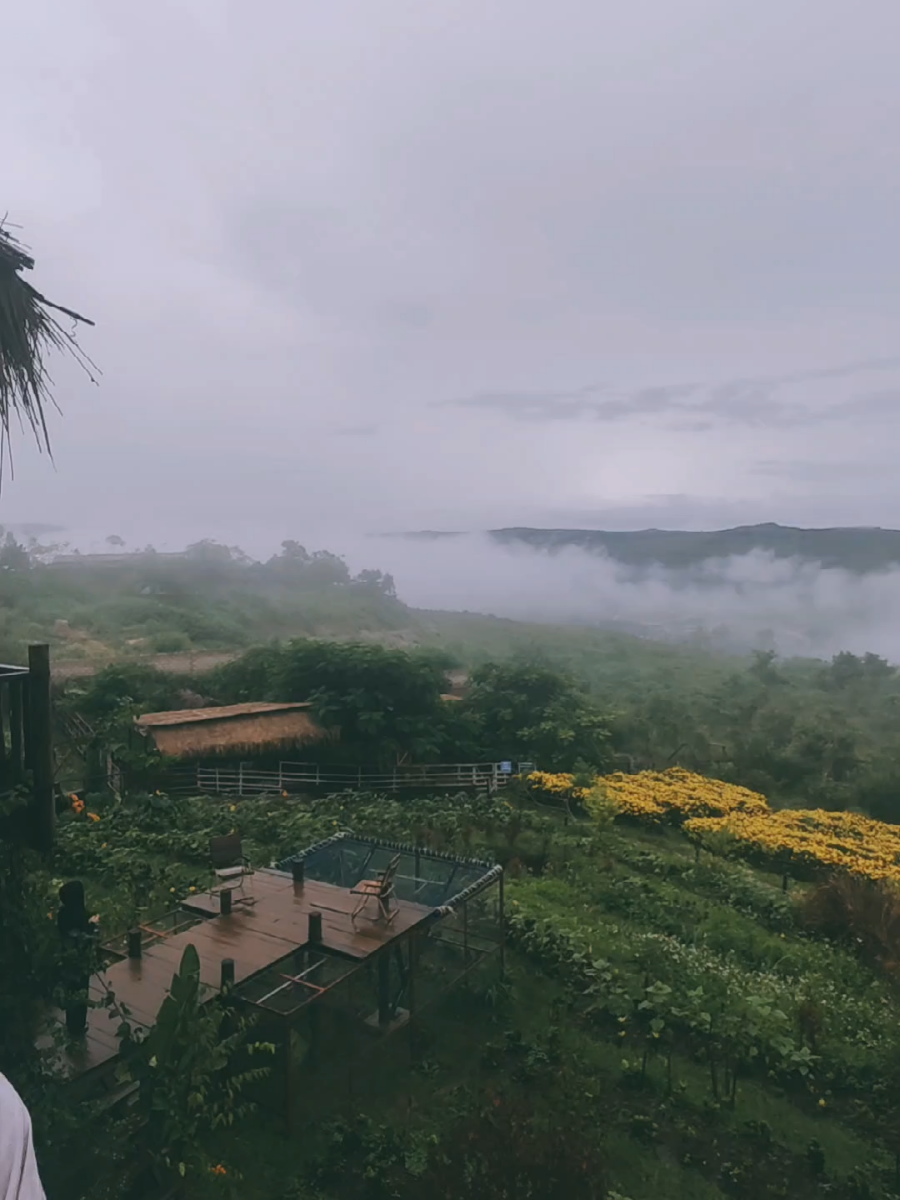 ပြင်ဦလွင်ညနေခင်းမှာ ဒီလိုရာသီဥတုလေးနဲ့ နေရာလေးတခုရှိပါတယ်😍😍 #maymyorosegarden🌷🌹🌹 #အလည်လာဖို့ဖိတ်ခေါ်တယ်နော်😍🥰 #maymyoimage #နှင်းဆီဥယျာဥ်မှာ🌹🌹🌹🌹🌹ပြင်ဦးလွင် #photoshoot  ဥယျာဥ်အလည်လာမယ့် ဆွေမျိုးမိတ်ဆွေများ နေရာအတိအကျလေးသိရအောင် လိပ်စာလေး ပြောပေးမယ်နော်... ​ပြင်ဦးလွင်မြို့ ရေသရောက်ကုန်းရွာ.. boc ဆီဆိုင်မရောက်ခင်..ပစ်တိုင်းထောင်ဘုန်းကြီးကျောင်းအဝင်လမ်းဘေး... လာရှိုးလမ်းမကြီးပေါ်မှာ အုတ်တံတိုင်းအဖြူရောင်ကြီးနဲ့ နှင်းဆီပုံကြီး ကပ်ထားတဲ့ ခြံလေးပါနော်... လမ်းကြုံလို့ပဲ ဖြစ်ဖြစ် တကူးတကလာတာပဲဖြစ်ဖြစ် မြို့ထဲနဲ့ ဆယ်မိနစ်လောက်ဆိုရောက်ပါပြီ...လှမ်းလာခဲ့ဖို့ဖိတ်ခေါ်ပါတယ်ခင်ဗျ 😍😍😍  လူကြီးတစ််ဦး ၃၀၀၀ ကလေး ၂၀၀၀ ဝင်ကြေးသတ်မှတ်ထားပါတယ်ခင်ဗျ 09444670500 Map - May Myo Rose Garden https://maps.app.goo.gl/2zqnNAv3gZBPZmrg9?g_st=ic  မေမြို့နှင်းဆီဥယျာဉ်မှ ကြိုဆိုပါတယ်