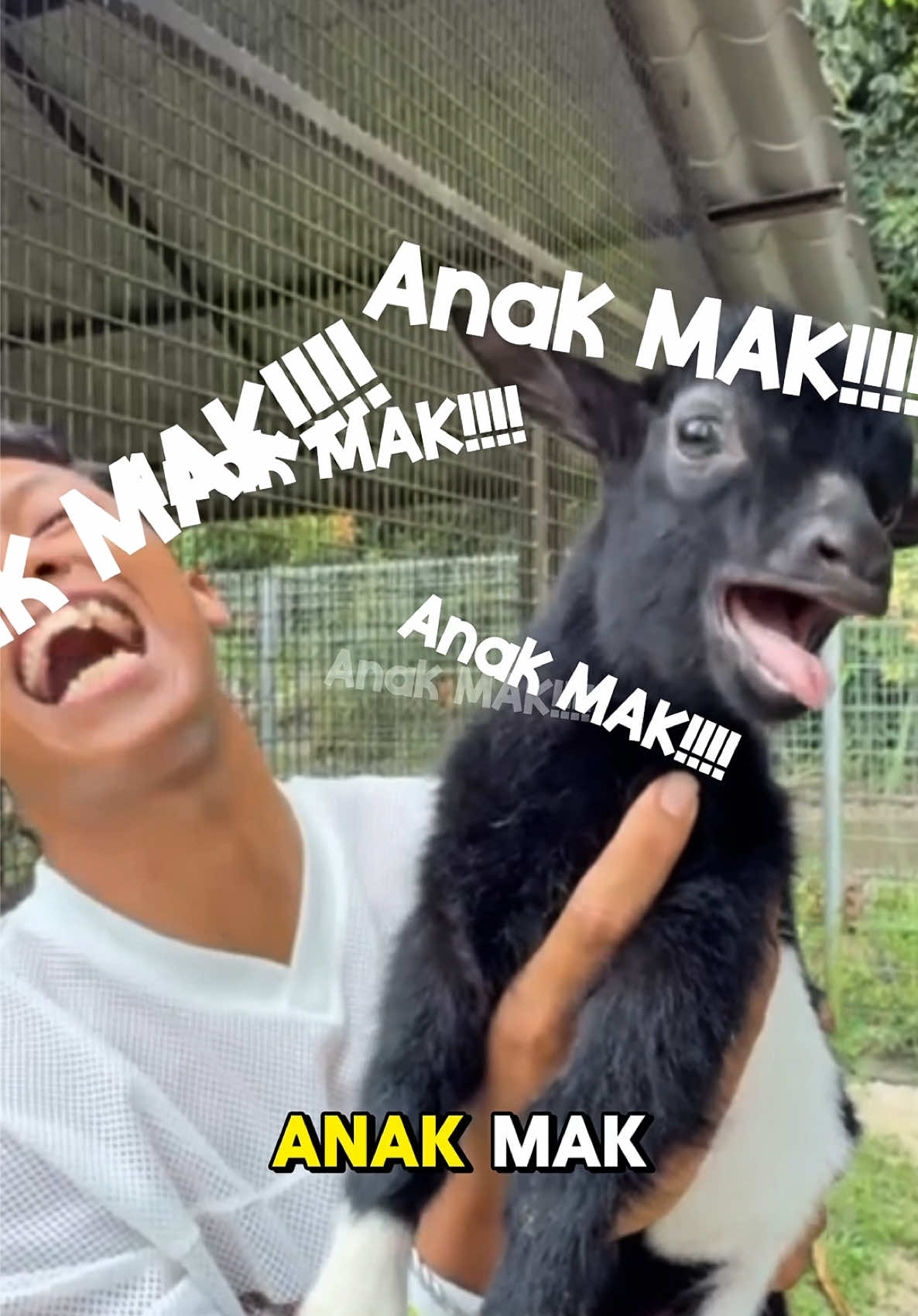 Borak kacip Bersama Anak MAK!!! #fyp  . . . @PetLand Langkawi 